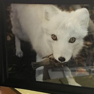 White fox photograph framed 18 by 24